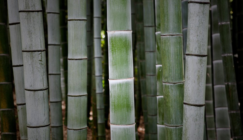 Bamboo Plant close up